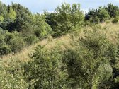 Parduodami 3 Namų Valdos Sklypai Dėdeliškių K - nuotraukos Nr. 34