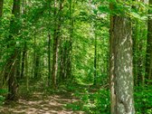 Šie Namai Gali Tapti Jūsų Jau Artimiausiu Metu - nuotraukos Nr. 30