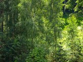 Parduodamas erdvus ir šviesus 2 kambarių - nuotraukos Nr. 24
