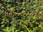 Parduodamas erdvus gyvenamasis namas Jančiūnų - nuotraukos Nr. 19
