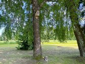 Ilgaamžių Medžių Apsupty Parduodamas - nuotraukos Nr. 24