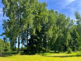 Ilgaamžių Medžių Apsupty Parduodamas - nuotraukos Nr. 26