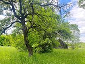 Pirtis Prie Ežero Kranto Ir Autentiška Sodyba - nuotraukos Nr. 23