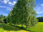 Ilgaamžių Medžių Apsupty Parduodamas - nuotraukos Nr. 27