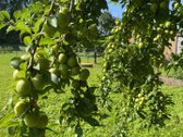 Parduodamas erdvus 12 arų sklypas su dviem - nuotraukos Nr. 3