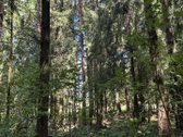 Sodyba su 4,7 ha sklypu šalia Kantaučių - nuotraukos Nr. 2
