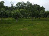 Parduodama jauki sodyba su tvenkiniu ir - nuotraukos Nr. 21