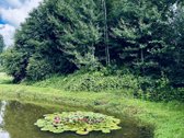 Parduodama jauki sodyba su tvenkiniu ir - nuotraukos Nr. 23