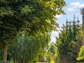 Šviesa, gamtos ramybė ir modernus komfortas: - nuotraukos Nr. 9