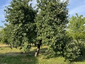 Parduodamas gyvenamasis namas su 18 arų - nuotraukos Nr. 11