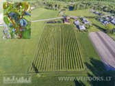 Parduodamas Veikiantis Sausmedžių Ūkis Su - nuotraukos Nr. 3