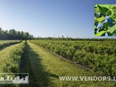 Parduodamas Veikiantis Sausmedžių Ūkis Su - nuotraukos Nr. 7
