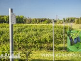 Parduodamas Veikiantis Sausmedžių Ūkis Su - nuotraukos Nr. 8