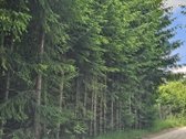 Parduodami Išskirtiniai, Privatūs 81,60 Arų - nuotraukos Nr. 32