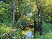 Parduodama sodyba ant Svylos upės kranto - nuotraukos Nr. 13