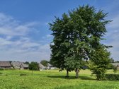 Parduodamas mūrinis gyvenamasis namas su 22 - nuotraukos Nr. 20