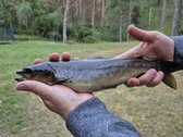 Vienkiemis Mergežerio miške prie Derežnyčios - nuotraukos Nr. 21