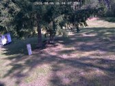 Vienkiemis Mergežerio miške prie Derežnyčios - nuotraukos Nr. 10