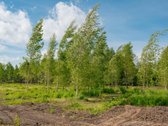 Liko tik 2 sklypukai: - nuotraukos Nr. 15