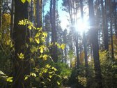 Parduodamas šviesus 4 kambarių butas su - nuotraukos Nr. 20