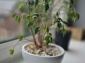 Parduodamas šviesus ir funkcionalus 3 - nuotraukos Nr. 2