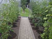 Parduodamas namas netoli Mažeikių(sodai - nuotraukos Nr. 6