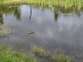 Parduodamas vienas geriausių sklypų Alytuje - nuotraukos Nr. 2