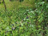 Raseinių rajone, Žibulių kaime, Dvaro gatvėje - nuotraukos Nr. 17