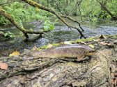 Vienkiemis Mergežerio miške prie Derežnyčios - nuotraukos Nr. 22