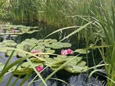 Tai namai žmogui, kuris vertina išskirtinę - nuotraukos Nr. 2