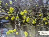 Puiki galimybė įsirengti trijų kambarių - nuotraukos Nr. 4