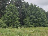 Parduodamas 17 arų žemės ūkio paskirties - nuotraukos Nr. 11