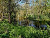 Parduodama sodybvietė ant Zalvės upės kranto, - nuotraukos Nr. 23