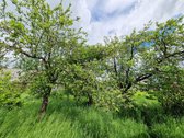 Nuostabios Gamtos Ir Ežerų Apsuptame Žaugėdų - nuotraukos Nr. 27