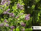 Klasikinio stiliaus namas Laurų kvartale su - nuotraukos Nr. 29