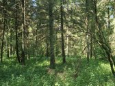 Mišrus, įvairaus amžiaus nekirstas, gera - nuotraukos Nr. 2