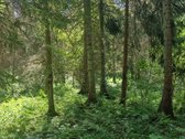 Mišrus, įvairaus amžiaus nekirstas, gera - nuotraukos Nr. 3
