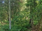 Mišrus, įvairaus amžiaus nekirstas, gera - nuotraukos Nr. 5