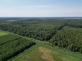 Mišrus, įvairaus amžiaus nekirstas, gera - nuotraukos Nr. 10