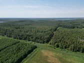 Mišrus, įvairaus amžiaus nekirstas, gera - nuotraukos Nr. 11