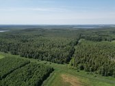 Mišrus, įvairaus amžiaus nekirstas, gera - nuotraukos Nr. 12