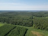 Mišrus, įvairaus amžiaus nekirstas, gera - nuotraukos Nr. 13