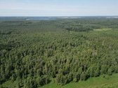 Mišrus, įvairaus amžiaus nekirstas, gera - nuotraukos Nr. 24