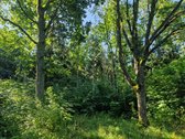 Telšių rajone 13,5 Ha sklypas ant Baltežerio - nuotraukos Nr. 5