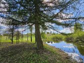 Skubiai. Pigiai. Sodyba su registruotais - nuotraukos Nr. 8