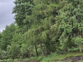 Skubiai. Pigiai. Sodyba su registruotais - nuotraukos Nr. 13