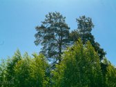 Skubiai. Pigiai. Sodyba su registruotais - nuotraukos Nr. 26