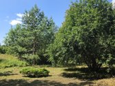 *Parduodamas namas miesto centre – puiki - nuotraukos Nr. 50