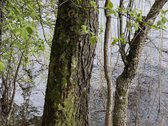Parduodama vientisa 44,5 ha žemės ir miško - nuotraukos Nr. 5