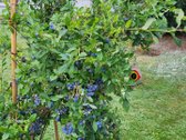 Parduodamas tvarkingas sodas Jonavos miesto - nuotraukos Nr. 28